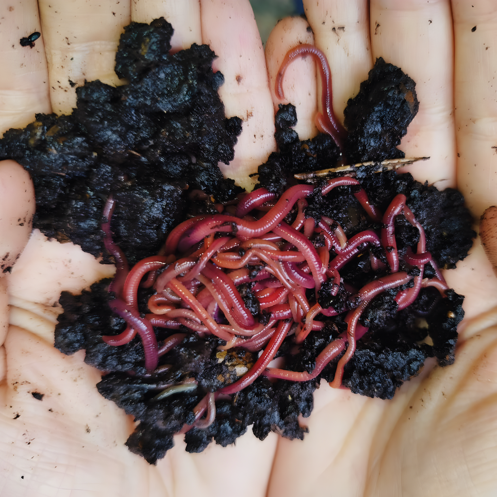 Lombriz californiana en humus de lombriz