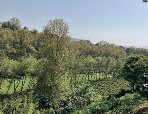 Café Verde Arábica Premium Natural Neria