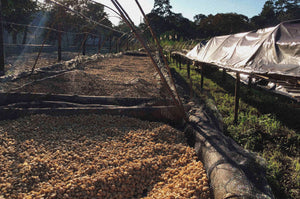 Café Verde Arábica Especial Lavado