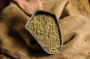 Café Verde Arábica Premium Córdoba