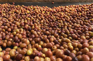 Café Verde Arábica Especial Anóxico