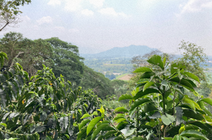 Café Verde Arábica Premium Neria