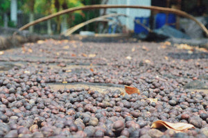Café Tostado Fine Robusta Natural